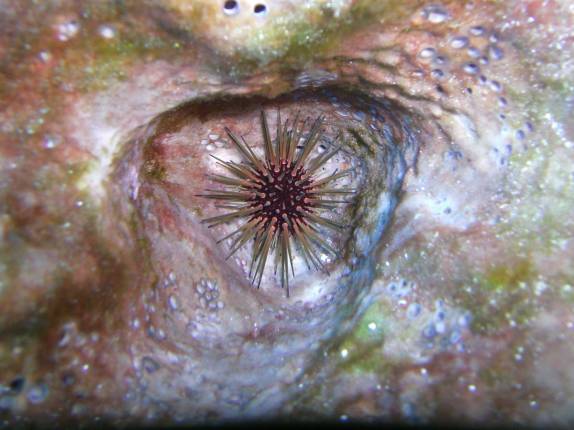 Criatura marinha se abriga dentro de um coral taça, durante mergulho em San Andrés, ilha no caribe colombiano